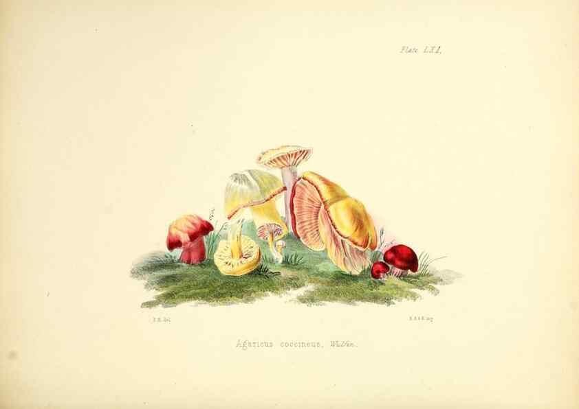 Reproducción/Reproduction 8619425468: Illustrations of British mycology,. London,Reeve, Benham and Reeve,1847-55.