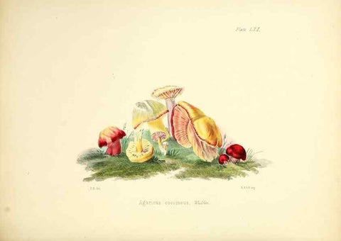 Reproducción/Reproduction 8619425468: Illustrations of British mycology,. London,Reeve, Benham and Reeve,1847-55.
