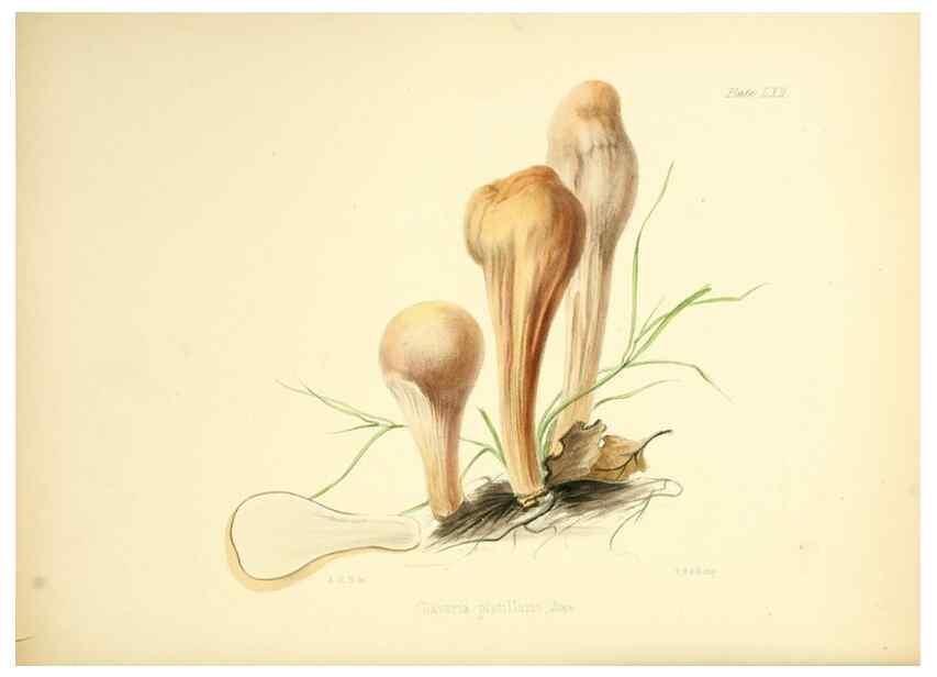 Reproducción/Reproduction 8618319003: Illustrations of British mycology,. London,Reeve, Benham and Reeve,1847-55.