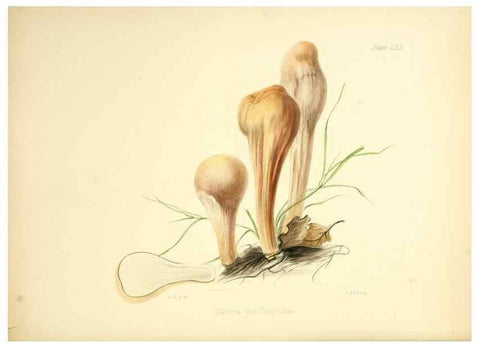 Reproducción/Reproduction 8618319003: Illustrations of British mycology,. London,Reeve, Benham and Reeve,1847-55.