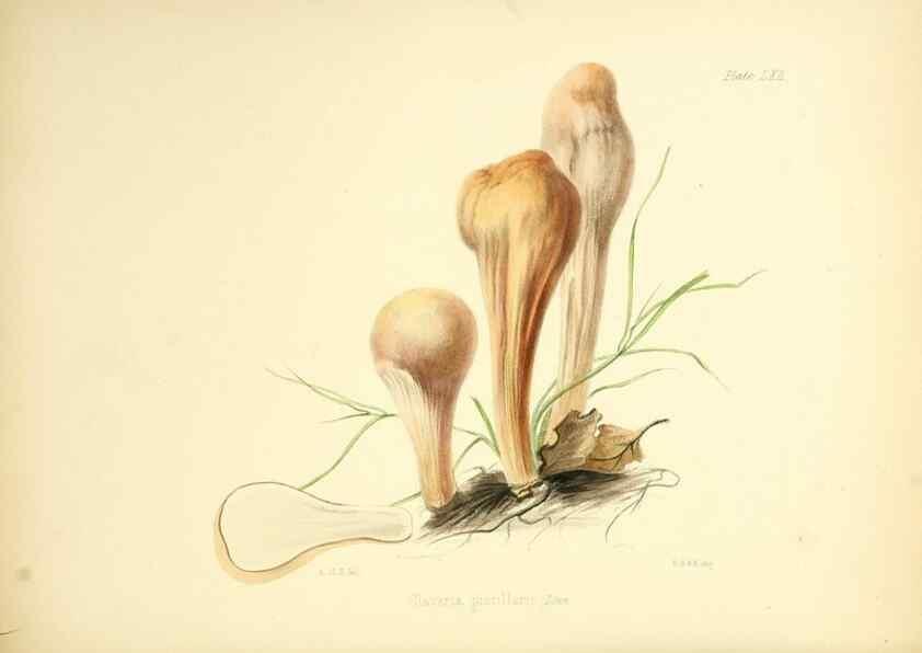 Reproducción/Reproduction 8618319003: Illustrations of British mycology,. London,Reeve, Benham and Reeve,1847-55.