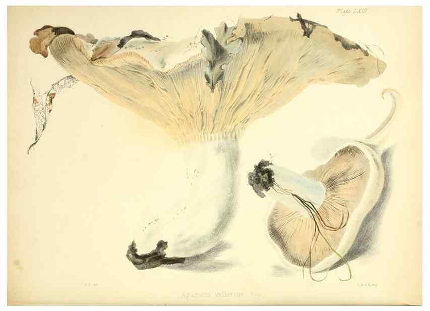 Reproducción/Reproduction 8619426024: Illustrations of British mycology,. London,Reeve, Benham and Reeve,1847-55.