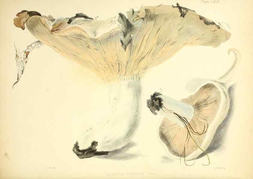 Reproducción/Reproduction 8619426024: Illustrations of British mycology,. London,Reeve, Benham and Reeve,1847-55.