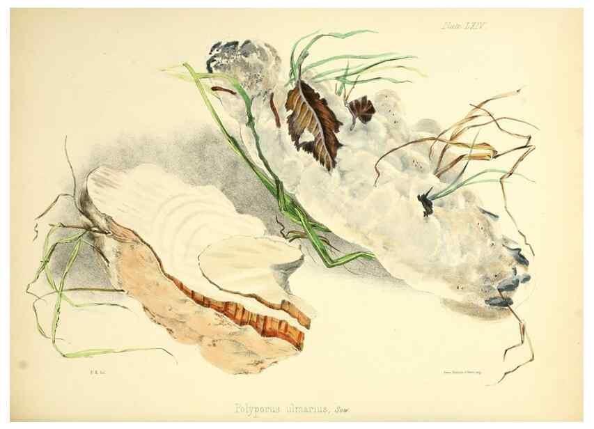 Reproducción/Reproduction 8619426312: Illustrations of British mycology,. London,Reeve, Benham and Reeve,1847-55.