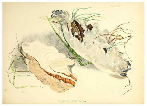 Reproducción/Reproduction 8619426312: Illustrations of British mycology,. London,Reeve, Benham and Reeve,1847-55.