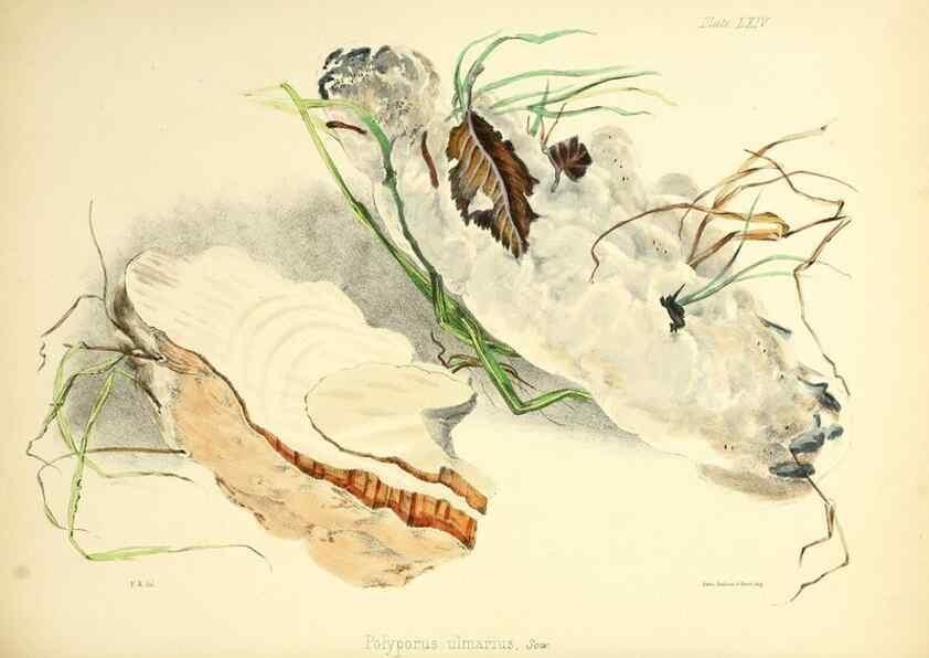 Reproducción/Reproduction 8619426312: Illustrations of British mycology,. London,Reeve, Benham and Reeve,1847-55.