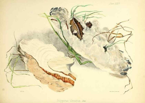 Reproducción/Reproduction 8619426312: Illustrations of British mycology,. London,Reeve, Benham and Reeve,1847-55.
