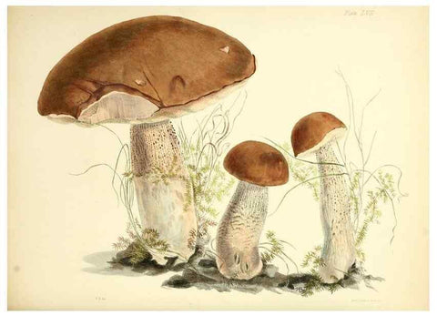 Reproducción/Reproduction 8619424322: Illustrations of British mycology,. London,Reeve, Benham and Reeve,1847-55.