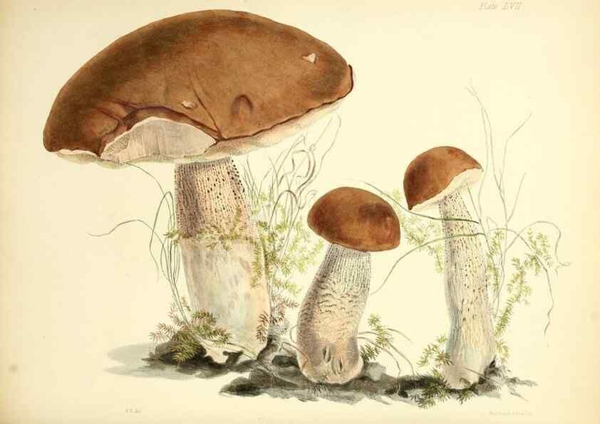 Reproducción/Reproduction 8619424322: Illustrations of British mycology,. London,Reeve, Benham and Reeve,1847-55.