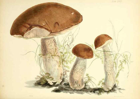 Reproducción/Reproduction 8619424322: Illustrations of British mycology,. London,Reeve, Benham and Reeve,1847-55.