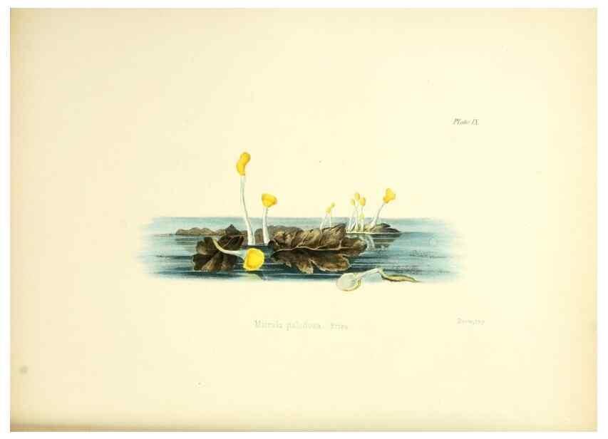 Reproducción/Reproduction 8618302091: Illustrations of British mycology,. London,Reeve, Benham and Reeve,1847-55.