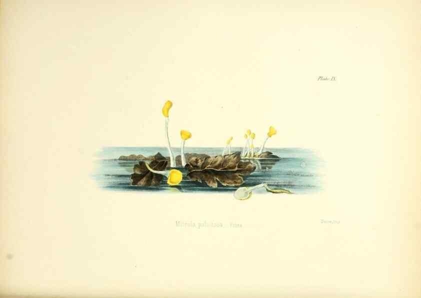 Reproducción/Reproduction 8618302091: Illustrations of British mycology,. London,Reeve, Benham and Reeve,1847-55.