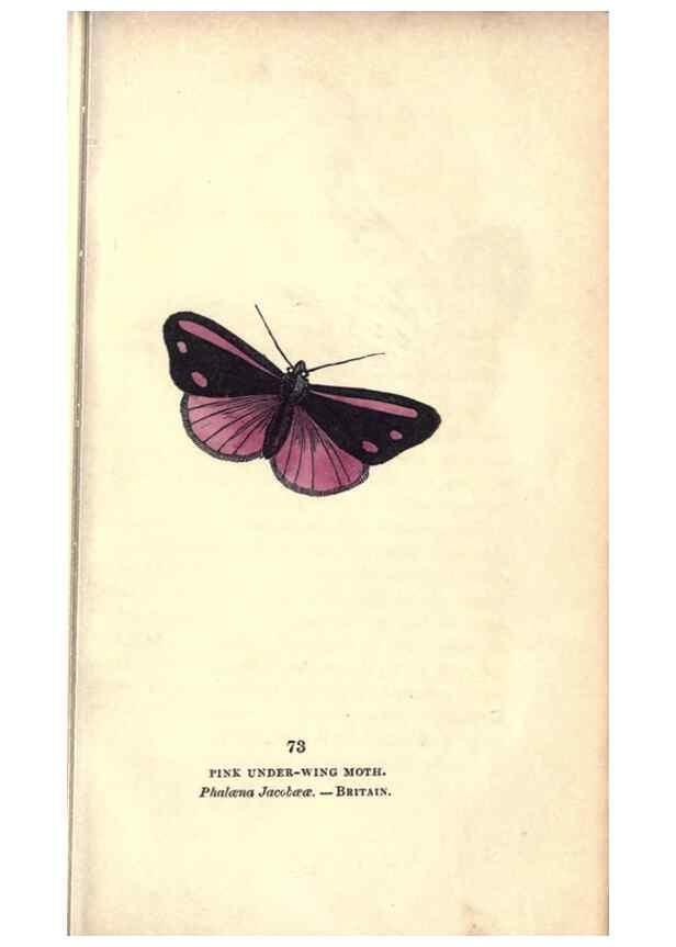 Reproducción/Reproduction 8717744988: The book of butterflies, sphinxes and moths;. London,Whittaker,1832-34.