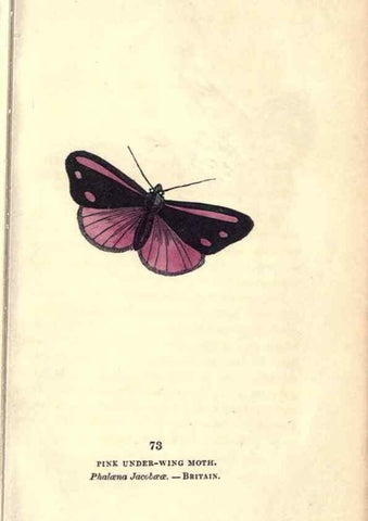 Reproducción/Reproduction 8717744988: The book of butterflies, sphinxes and moths;. London,Whittaker,1832-34.