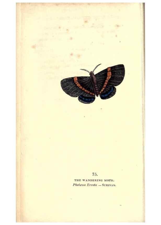 Reproducción/Reproduction 8717746028: The book of butterflies, sphinxes and moths;. London,Whittaker,1832-34.