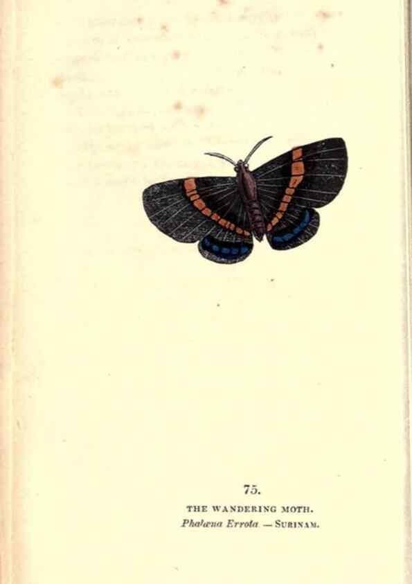 Reproducción/Reproduction 8717746028: The book of butterflies, sphinxes and moths;. London,Whittaker,1832-34.