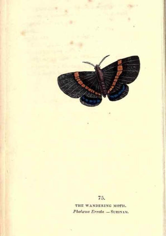 Reproducción/Reproduction 8717746028: The book of butterflies, sphinxes and moths;. London,Whittaker,1832-34.