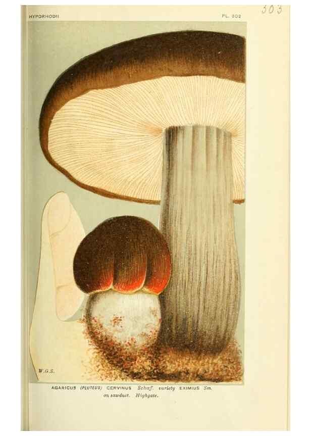 Reproducción/Reproduction 8723351434: Illustrations of British Fungi (Hymenomycetes), to serve as an atlas to the ""Handbook of British Fungi"".. LondonWilliams and Norgate1881-91