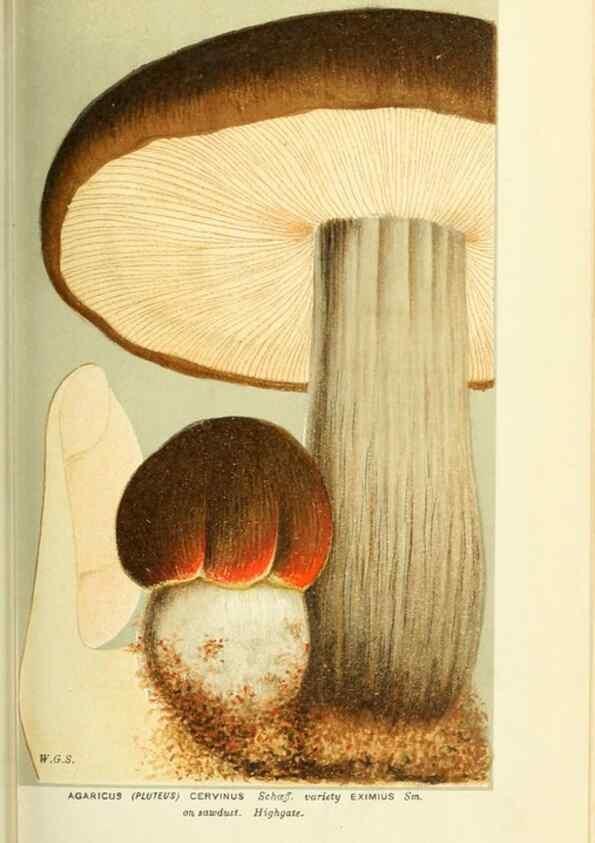 Reproducción/Reproduction 8723351434: Illustrations of British Fungi (Hymenomycetes), to serve as an atlas to the ""Handbook of British Fungi"".. LondonWilliams and Norgate1881-91