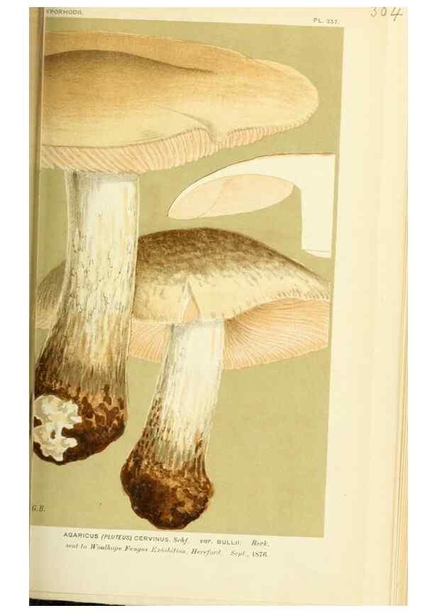 Reproducción/Reproduction 8723351764: Illustrations of British Fungi (Hymenomycetes), to serve as an atlas to the ""Handbook of British Fungi"".. LondonWilliams and Norgate1881-91