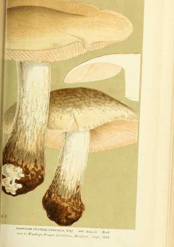 Reproducción/Reproduction 8723351764: Illustrations of British Fungi (Hymenomycetes), to serve as an atlas to the ""Handbook of British Fungi"".. LondonWilliams and Norgate1881-91