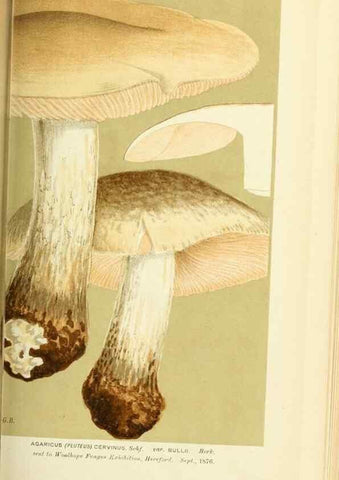 Reproducción/Reproduction 8723351764: Illustrations of British Fungi (Hymenomycetes), to serve as an atlas to the ""Handbook of British Fungi"".. LondonWilliams and Norgate1881-91