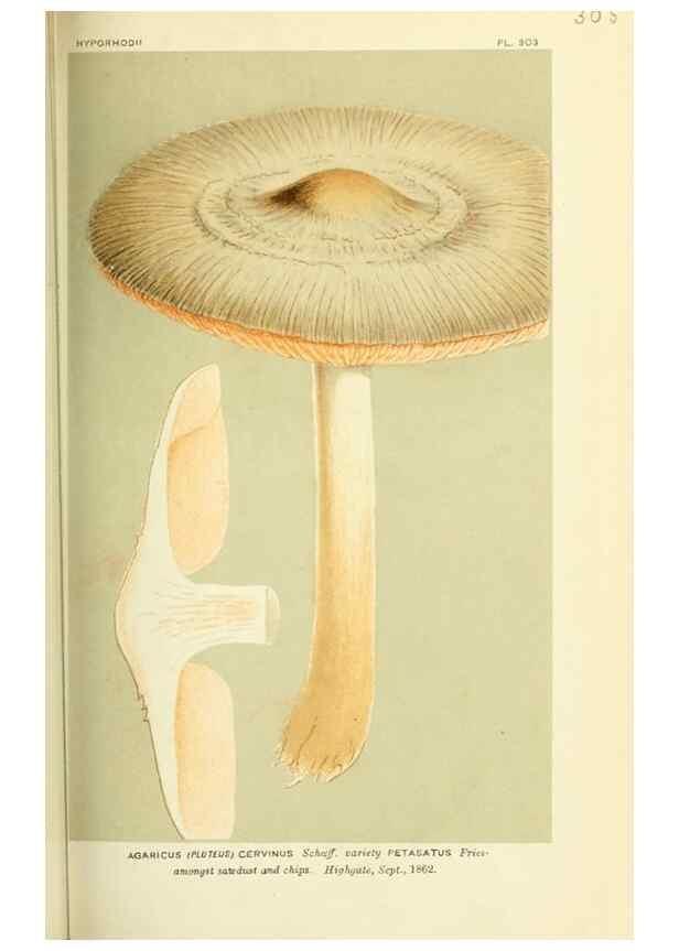 Reproducción/Reproduction 8722232451: Illustrations of British Fungi (Hymenomycetes), to serve as an atlas to the ""Handbook of British Fungi"".. LondonWilliams and Norgate1881-91
