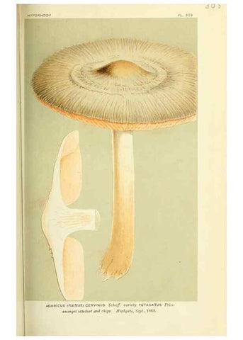 Reproducción/Reproduction 8722232451: Illustrations of British Fungi (Hymenomycetes), to serve as an atlas to the ""Handbook of British Fungi"".. LondonWilliams and Norgate1881-91