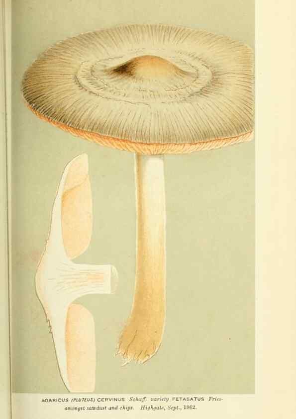 Reproducción/Reproduction 8722232451: Illustrations of British Fungi (Hymenomycetes), to serve as an atlas to the ""Handbook of British Fungi"".. LondonWilliams and Norgate1881-91