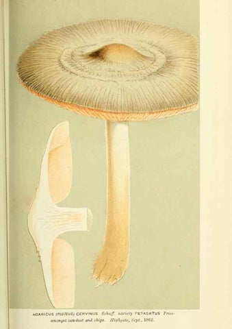 Reproducción/Reproduction 8722232451: Illustrations of British Fungi (Hymenomycetes), to serve as an atlas to the ""Handbook of British Fungi"".. LondonWilliams and Norgate1881-91