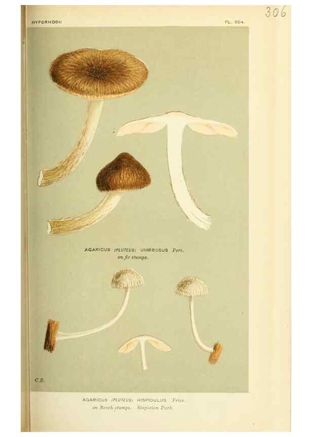 Reproducción/Reproduction 8723352462: Illustrations of British Fungi (Hymenomycetes), to serve as an atlas to the ""Handbook of British Fungi"".. LondonWilliams and Norgate1881-91