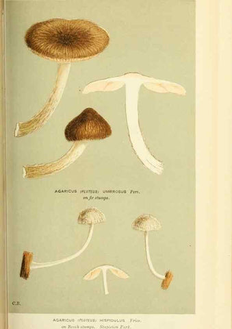 Reproducción/Reproduction 8723352462: Illustrations of British Fungi (Hymenomycetes), to serve as an atlas to the ""Handbook of British Fungi"".. LondonWilliams and Norgate1881-91