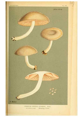 Reproducción/Reproduction 8723352888: Illustrations of British Fungi (Hymenomycetes), to serve as an atlas to the ""Handbook of British Fungi"".. LondonWilliams and Norgate1881-91
