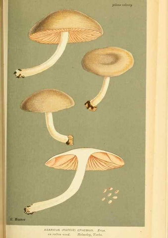 Reproducción/Reproduction 8723352888: Illustrations of British Fungi (Hymenomycetes), to serve as an atlas to the ""Handbook of British Fungi"".. LondonWilliams and Norgate1881-91