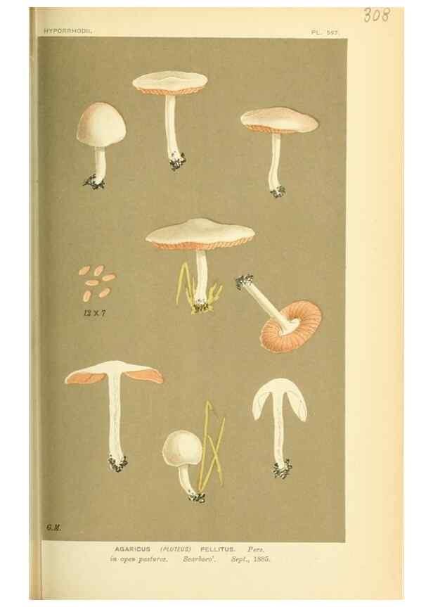 Reproducción/Reproduction 8722233495: Illustrations of British Fungi (Hymenomycetes), to serve as an atlas to the ""Handbook of British Fungi"".. LondonWilliams and Norgate1881-91