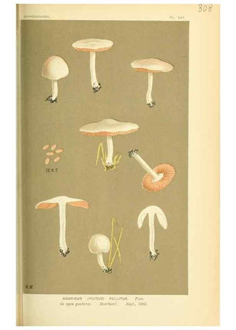 Reproducción/Reproduction 8722233495: Illustrations of British Fungi (Hymenomycetes), to serve as an atlas to the ""Handbook of British Fungi"".. LondonWilliams and Norgate1881-91
