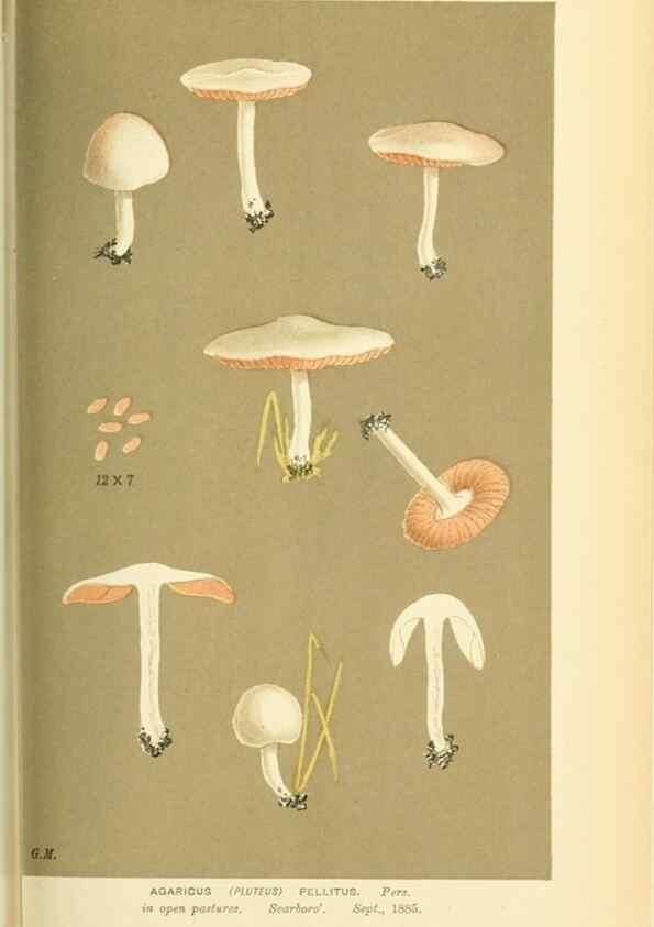 Reproducción/Reproduction 8722233495: Illustrations of British Fungi (Hymenomycetes), to serve as an atlas to the ""Handbook of British Fungi"".. LondonWilliams and Norgate1881-91