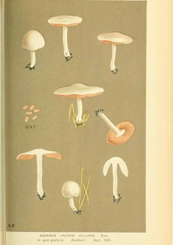 Reproducción/Reproduction 8722233495: Illustrations of British Fungi (Hymenomycetes), to serve as an atlas to the ""Handbook of British Fungi"".. LondonWilliams and Norgate1881-91