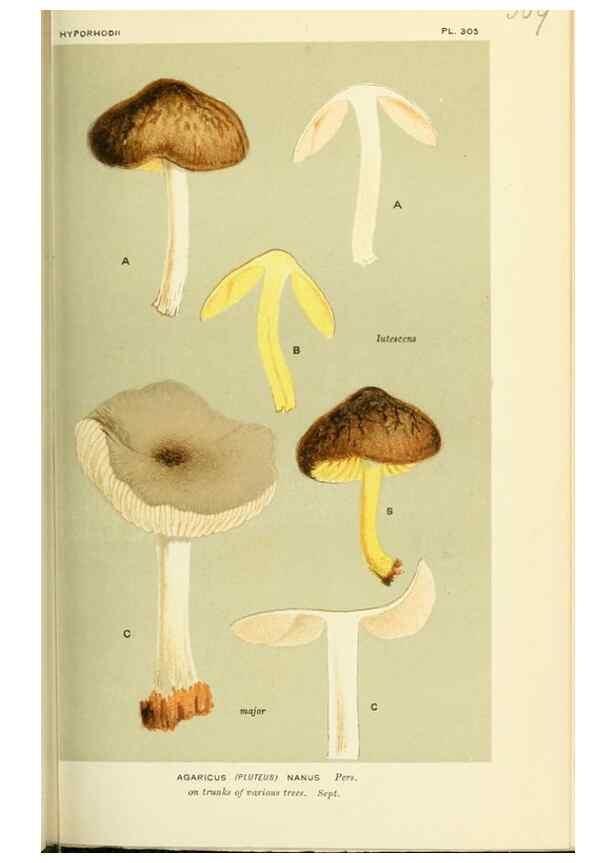 Reproducción/Reproduction 8723353600: Illustrations of British Fungi (Hymenomycetes), to serve as an atlas to the ""Handbook of British Fungi"".. LondonWilliams and Norgate1881-91