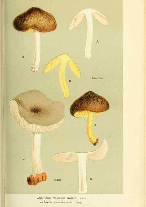 Reproducción/Reproduction 8723353600: Illustrations of British Fungi (Hymenomycetes), to serve as an atlas to the ""Handbook of British Fungi"".. LondonWilliams and Norgate1881-91
