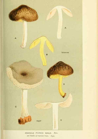 Reproducción/Reproduction 8723353600: Illustrations of British Fungi (Hymenomycetes), to serve as an atlas to the ""Handbook of British Fungi"".. LondonWilliams and Norgate1881-91