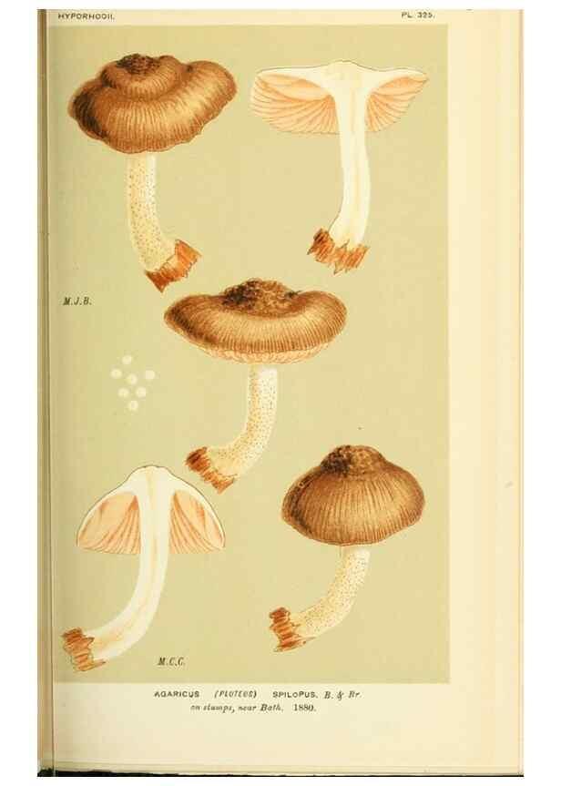 Reproducción/Reproduction 8722234227: Illustrations of British Fungi (Hymenomycetes), to serve as an atlas to the ""Handbook of British Fungi"".. LondonWilliams and Norgate1881-91
