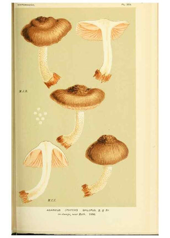 Reproducción/Reproduction 8722234227: Illustrations of British Fungi (Hymenomycetes), to serve as an atlas to the ""Handbook of British Fungi"".. LondonWilliams and Norgate1881-91