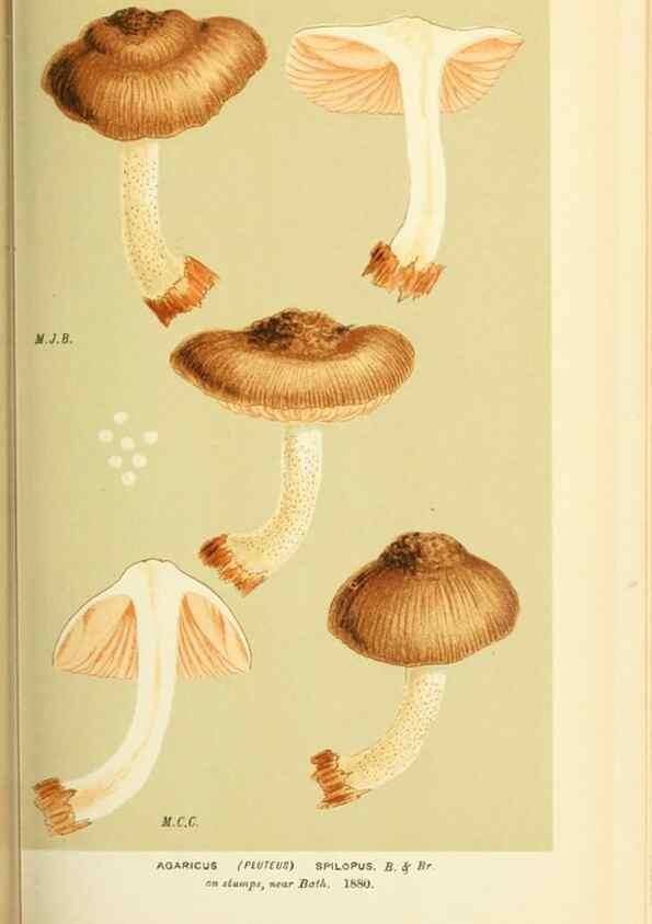 Reproducción/Reproduction 8722234227: Illustrations of British Fungi (Hymenomycetes), to serve as an atlas to the ""Handbook of British Fungi"".. LondonWilliams and Norgate1881-91