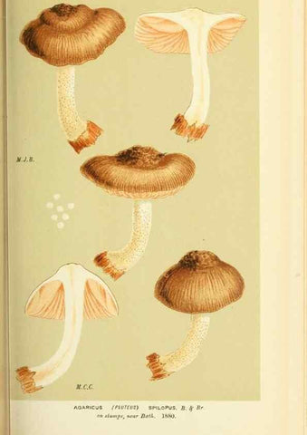 Reproducción/Reproduction 8722234227: Illustrations of British Fungi (Hymenomycetes), to serve as an atlas to the ""Handbook of British Fungi"".. LondonWilliams and Norgate1881-91