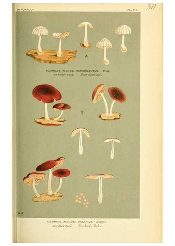 Reproducción/Reproduction 8723354270: Illustrations of British Fungi (Hymenomycetes), to serve as an atlas to the ""Handbook of British Fungi"".. LondonWilliams and Norgate1881-91