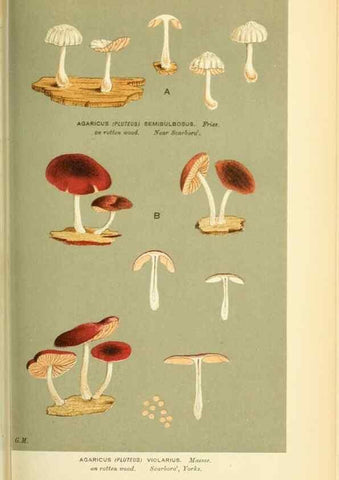 Reproducción/Reproduction 8723354270: Illustrations of British Fungi (Hymenomycetes), to serve as an atlas to the ""Handbook of British Fungi"".. LondonWilliams and Norgate1881-91