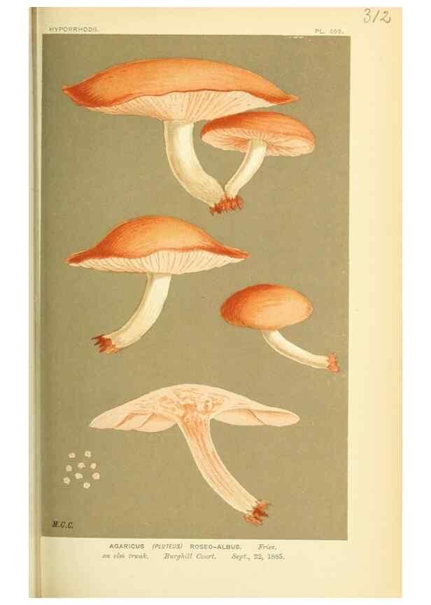 Reproducción/Reproduction 8722235041: Illustrations of British Fungi (Hymenomycetes), to serve as an atlas to the ""Handbook of British Fungi"".. LondonWilliams and Norgate1881-91