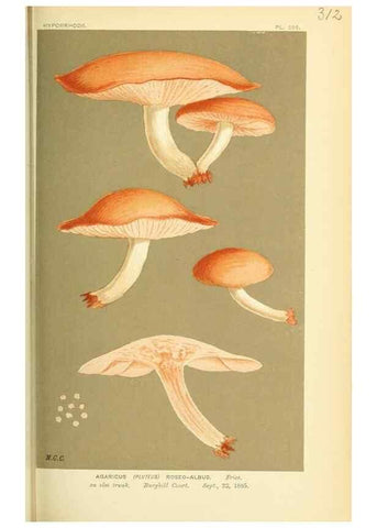 Reproducción/Reproduction 8722235041: Illustrations of British Fungi (Hymenomycetes), to serve as an atlas to the ""Handbook of British Fungi"".. LondonWilliams and Norgate1881-91