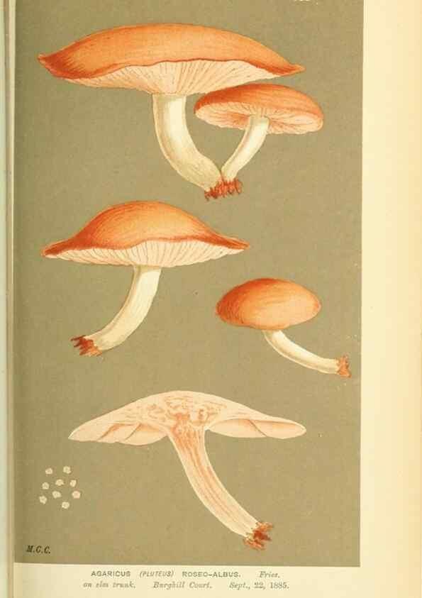 Reproducción/Reproduction 8722235041: Illustrations of British Fungi (Hymenomycetes), to serve as an atlas to the ""Handbook of British Fungi"".. LondonWilliams and Norgate1881-91